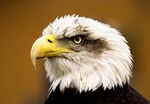 Tuinposter - Dieren - Wildlife / Eagle / Adelaar in wit / zwart / geel  - 80 x 120 cm.