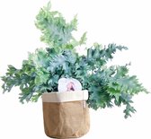 FloriaFor  - Phlebodium ‘Davana’ In Bag (natural/wit) - Vers Van De Kweker - ↨ 48cm - ⌀ 20cm