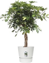 FloriaFor - Schefflera Arboricola Gold Capella In Elho® Greenville Pot - - ↨ 100cm - ⌀ 27cm