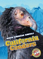 North American Animals - California Condors