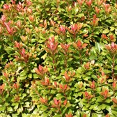 Pieris Japonica 'Little Heath Green' - Rotsheide;Lavendelheide 20-30 cm pot
