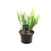Genista Hispanica - Spaanse brem|pijlbrem 25-30 cm in pot
