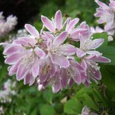 Deutzia Rosea 'Campanulata' - Bruidsbloem - 40-60 cm in pot: Struik met roze, klokvormige bloemen in het voorjaar.
