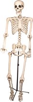 Skelet op staander | Decoratie skelet 155cm | Halloween decoratie