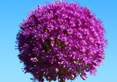 10 X ALLIUM / SIERUI GIGANTEUM. MAAT 24 +