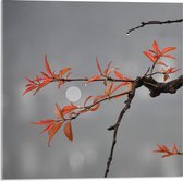 Acrylglas - Tak met Oranje Blaadjes en Volle Maan op de Achtergrond  - 50x50cm Foto op Acrylglas (Met Ophangsysteem)