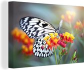 Canvas Schilderij Close-up zwaluwstaart vlinder - 60x40 cm - Wanddecoratie