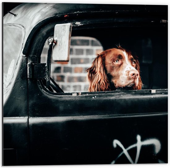 Dibond - Bruine Hond in Zwarte Auto met Graffiti - 50x50cm Foto op Aluminium (Wanddecoratie van metaal)