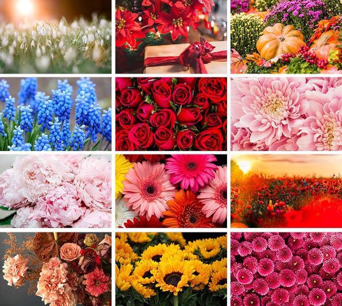 Ansichtkaartenset Bloemen