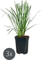 3x Pennisetum 'Hameln' - Siergras - ↑20 - 40 cm in pot