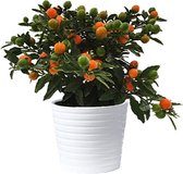 Oranjeboompje Leuke Huiskamer of Kantoor plant voor de herfst Solanum Pseudocapsicum