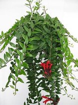 Aeschynanthus Caroline (Trendy, Hangplant, Urbanjungle, Kamerplant, Kantoorplant)