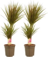 Hellogreen Kamerplanten - Set van 2 - Dracaena Drakenbloedboom Bicolour - ↕ 80 cm