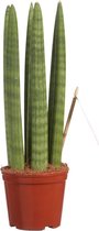 Hellogreen Kamerplant - Sanseveria Vrouwentong Straight - 30 cm