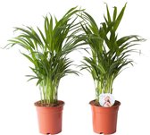 Hellogreen Kamerplanten - Set van 2 - Goudpalm Areca Dypsis - ↕ 65 cm
