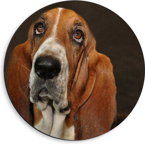 Dibond Wandcirkel - Basset Hound - 40x40cm Foto op Aluminium Wandcirkel (met ophangsysteem)