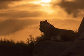 Tuinposter| Tijger In De Avondzon 240cm X 160cm – Tuinposter Voor Buiten / XXL / Buitencanvas/ Spandoek / Tuinschilderij (tuindecoratie) / Dieren / Tijger + Ringen Om De 50cm