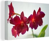 Canvas Schilderij Rode orchideeën tegen een witte achtergrond - 90x60 cm - Wanddecoratie