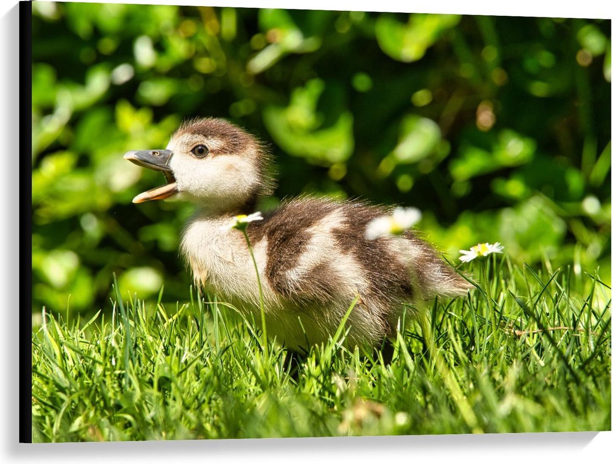 Canvas - Baby Eend in Groen Gras - 100x75cm Foto op Canvas Schilderij (Wanddecoratie op Canvas)