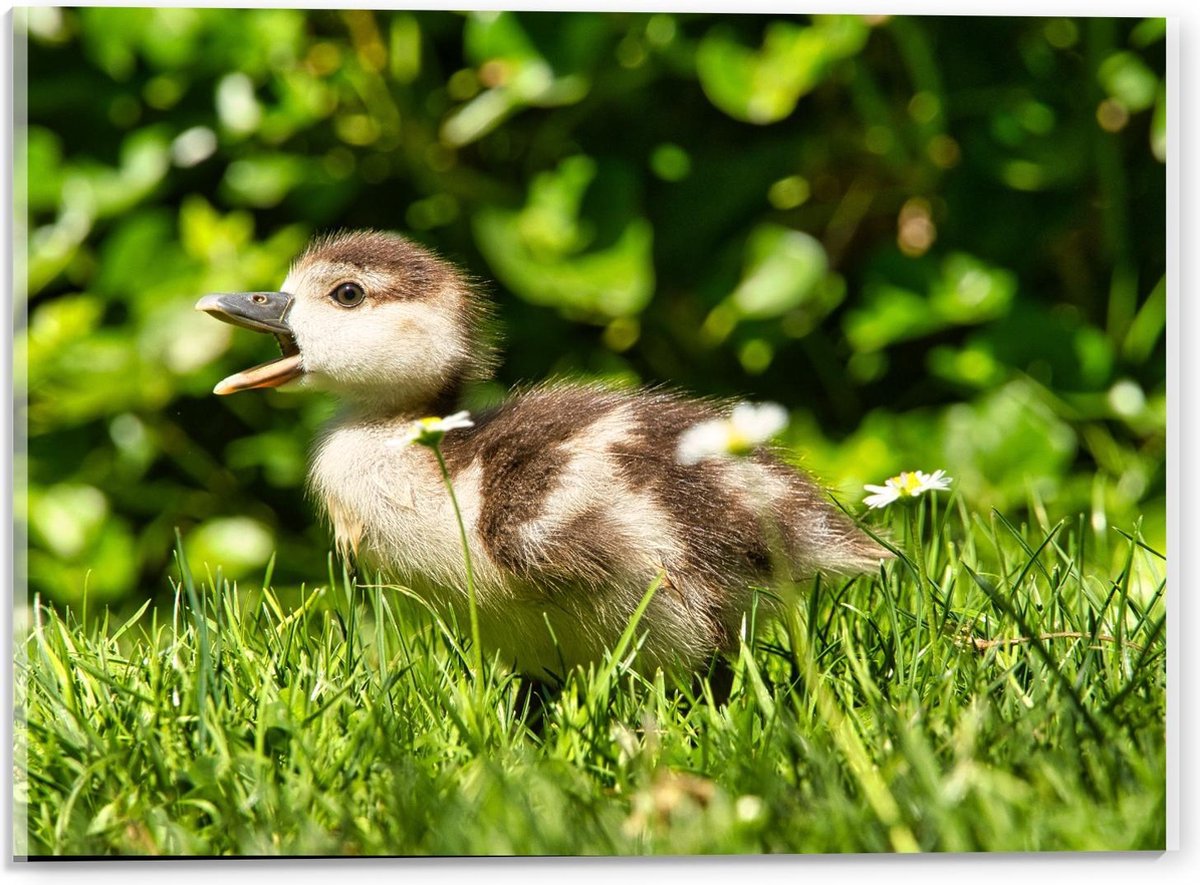 Acrylglas - Baby Eend in Groen Gras - 40x30cm Foto op Acrylglas (Met Ophangsysteem)