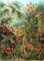 Poster Muscinae - Ernst Haeckel - Large 70x50 - Botanisch Jungle - Kunstformen der Natur - Vintage