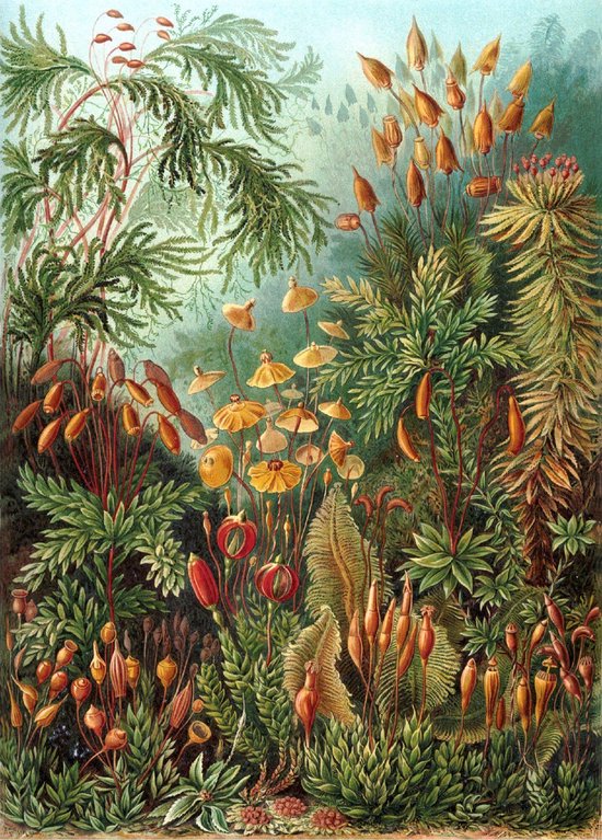 Poster Muscinae - Ernst Haeckel - Large 70x50 - Botanisch Jungle - Kunstformen der Natur - Vintage