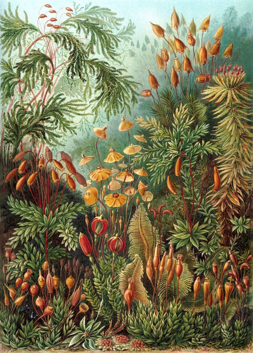 Esque Poster Muscinae - Ernst Haeckel - Large 70x50 - Botanisch Jungle - Kunstformen der Natur - Vintage groen, rood, blauw, donkergroen