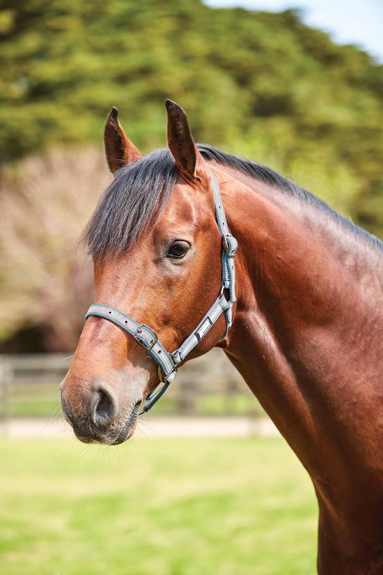 Foto: Weatherbeeta paarden halster gestreept blauw grijs wit maat full