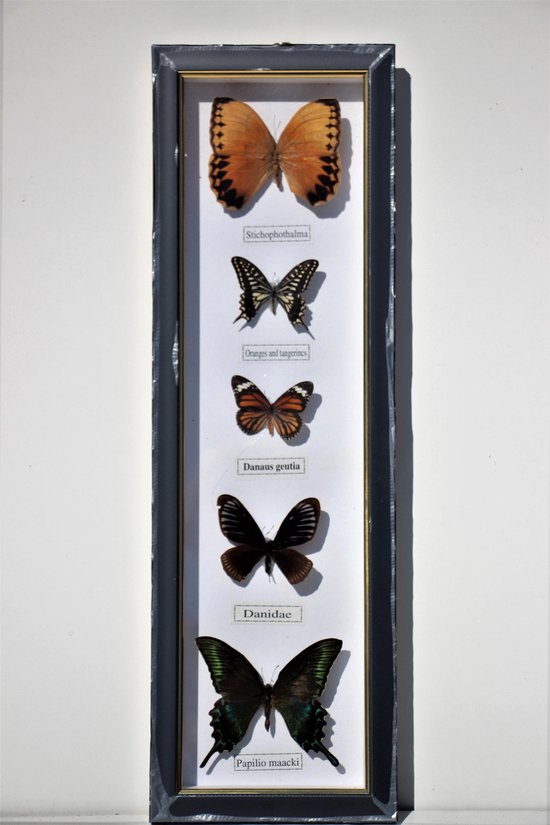 Vlinder verzameling in langwerpige decoratie lijst voor aan de wand |  bol.com
