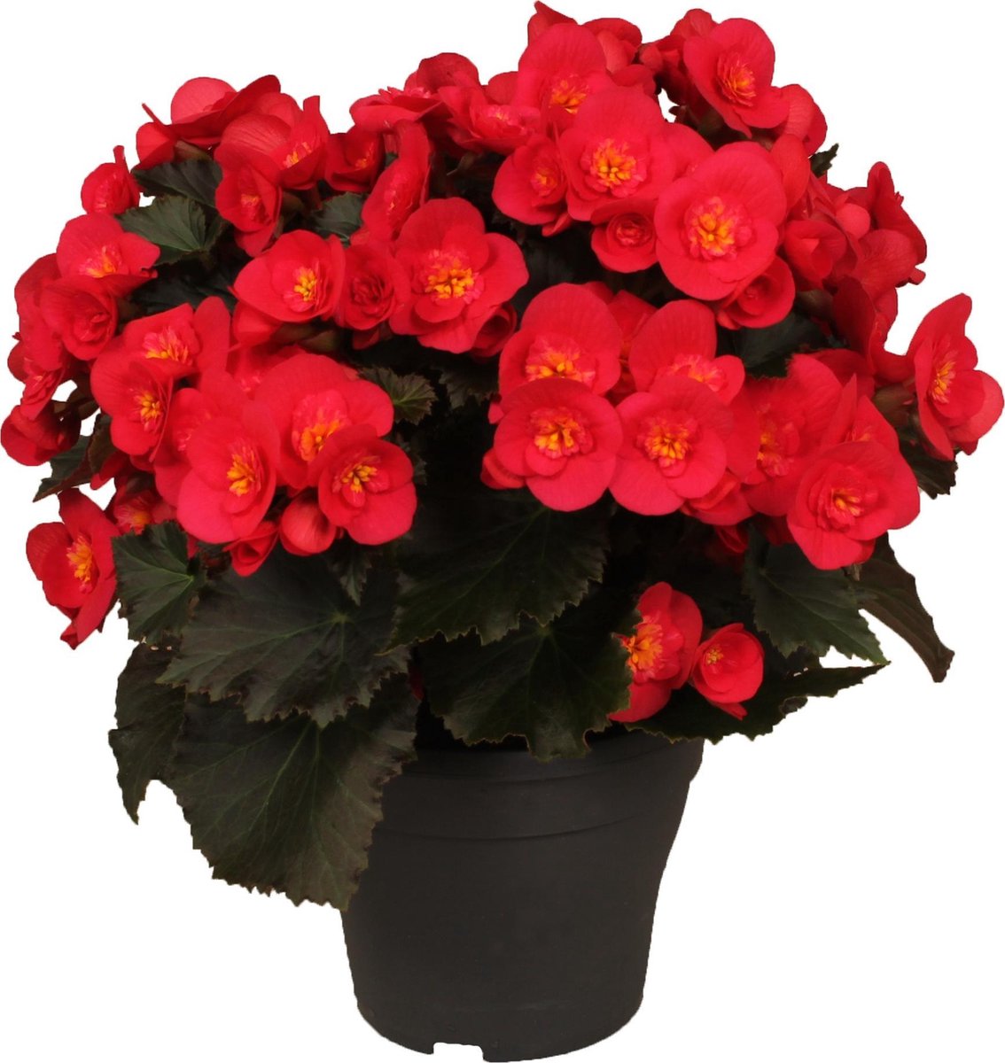 2 Stuks - Begonia - Belove Cherry (Rood) - Voor binnen en buiten - ⌀19 cm -  Hoogte... 