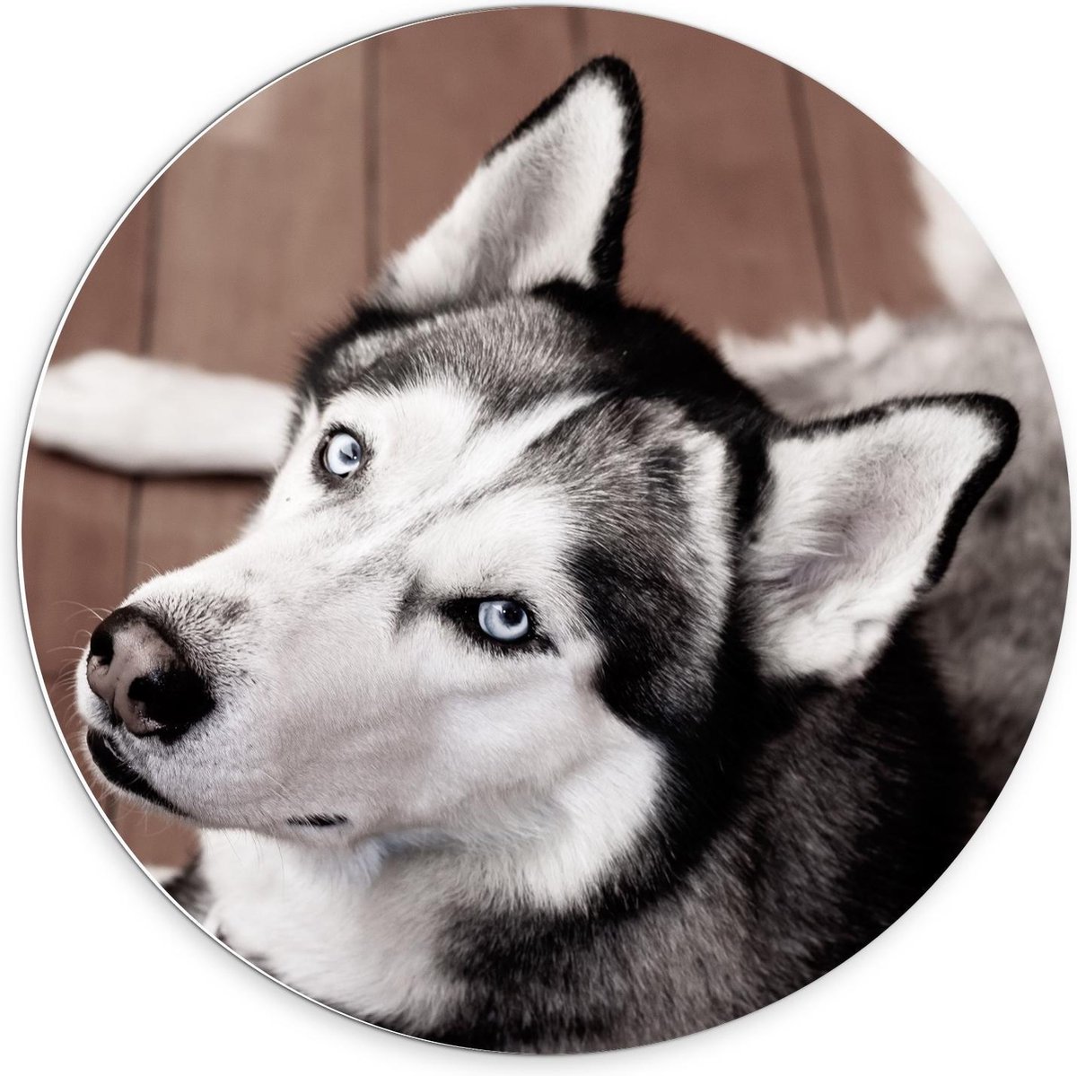 KuijsFotoprint - Schilderij - Husky Houten Vloer - Zwart, Wit En Bruin - 70 X 70 Cm