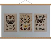 Schoolplaat – Tekeningen van Vlinders  - 90x60cm Foto op Textielposter (Wanddecoratie op Schoolplaat)