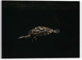 Acrylglas - Schildpad op Zwarte Achtergrond - 40x30cm Foto op Acrylglas (Wanddecoratie op Acrylglas)