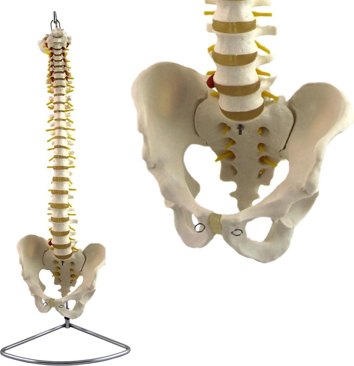 Het menselijk lichaam - anatomie model wervelkolom, flexibel