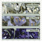 Bloembol Iris reticulata Mix 'Delft Blue' - 120 bollen - maat 6+ - cadeau