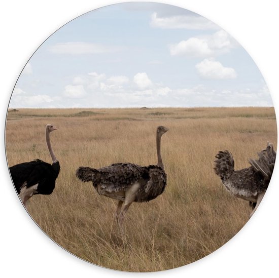 Dibond Wandcirkel - Struisvogels op de Steppe - 100x100cm Foto op Aluminium Wandcirkel (met ophangsysteem)