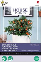 Buzzy Zaden Kamerplant - Oranjeboompje New Paterson (Solanum pseudocapsicum)