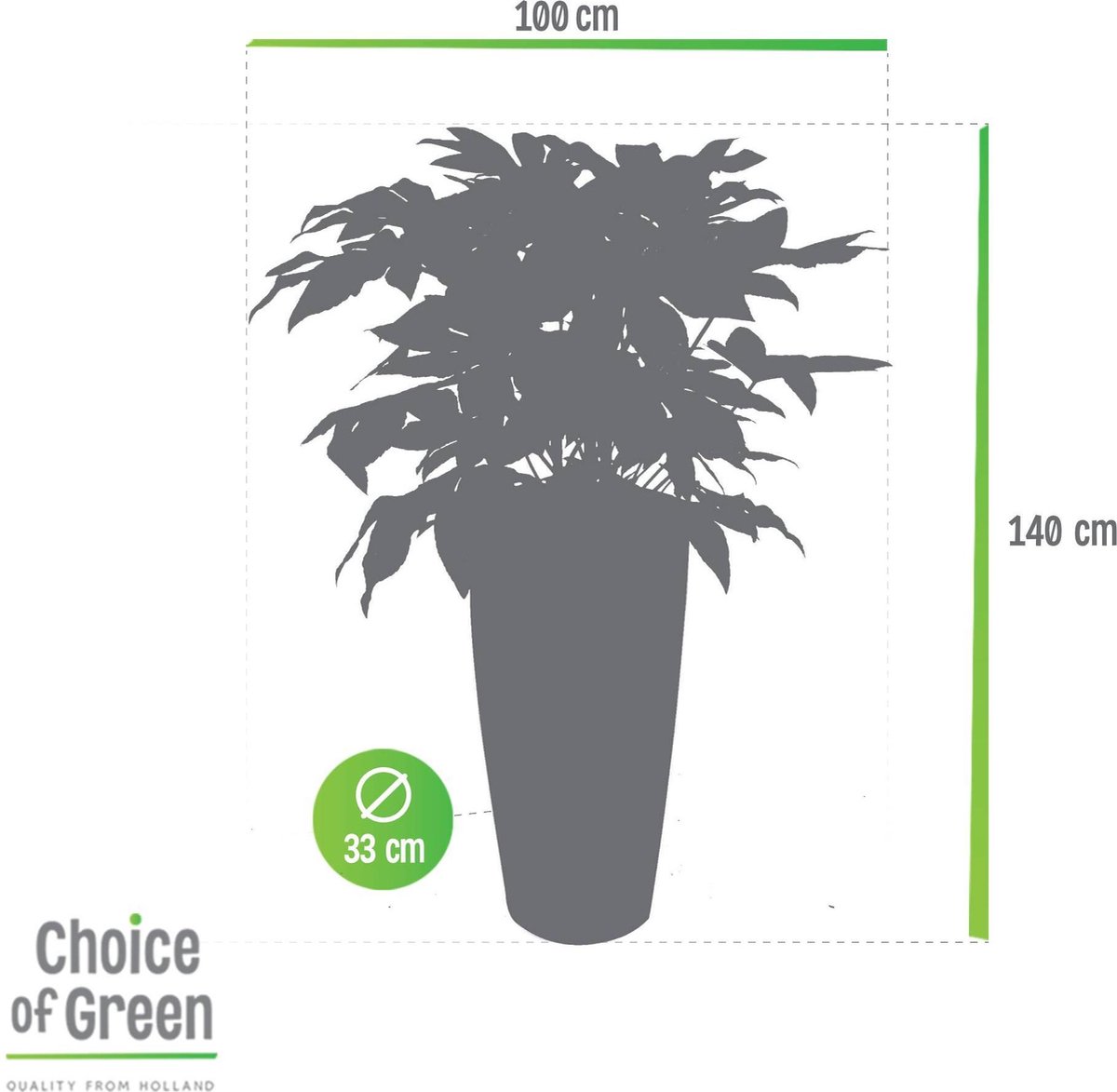 Choix de vert - Fatsia japonica - Fingerplant - plante d'intérieur en pot  SANTORINI