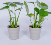 2x Monstera Deliciosa - ± 40cm hoog - in grijze pot