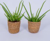 2x Aloe Vera plant - ± 30cm hoog - In mand