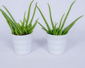 Kamerplant Aloe Vera - 2x Aloe Vera in witte pot  - ↕ ± 30cm - Ø  12cm