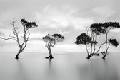 Fotobehang - Trees in the Still Water 384x260cm - Vliesbehang