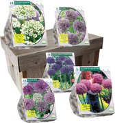 Allium special in geschenk doos | 50 grote alliums  | Bloembollen | Blumenzwiebeln | Flowerbulbs| Cadeau | Bloemen