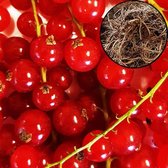 Ribes rubrum 'Jonkheer van Tets' rode aalbes, wortelgoed, 1 plant