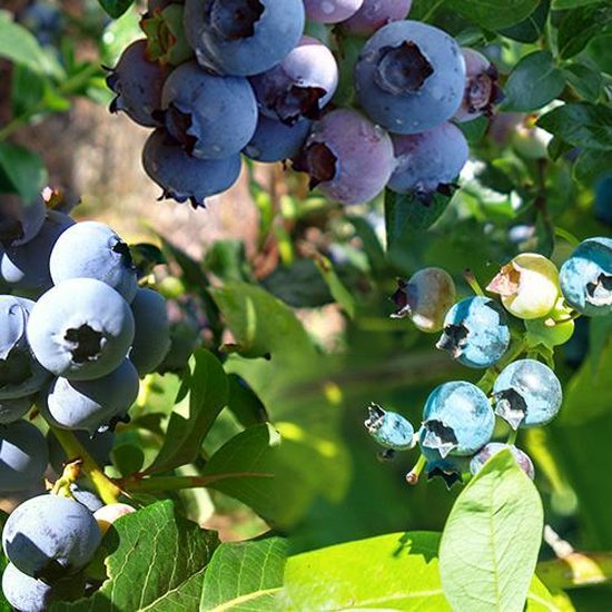 verdediging Onschuldig kopiëren Blueberry party! 3 blauwe bessenplanten voor een heel seizoen | bol.com