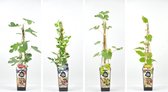 Fruitplanten mix de Luxe! - set van 4 fruitplanten: 1 Witte druif, 1 kiwi, 1 Blauwe bosbes en 1 Vijg - hoogte 30 -40 cm