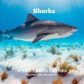 Sharks 8.5 X 8.5 Calendar November 2020 -December 2021