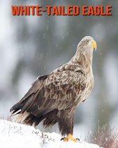 White-Tailed Eagle