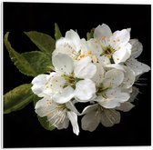 Forex - Bosje Witte Bloemen  - 50x50cm Foto op Forex