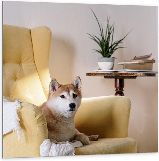 Dibond - Shiba inu Hond op Gele Stoel - 100x100cm Foto op Aluminium (Met Ophangsysteem)